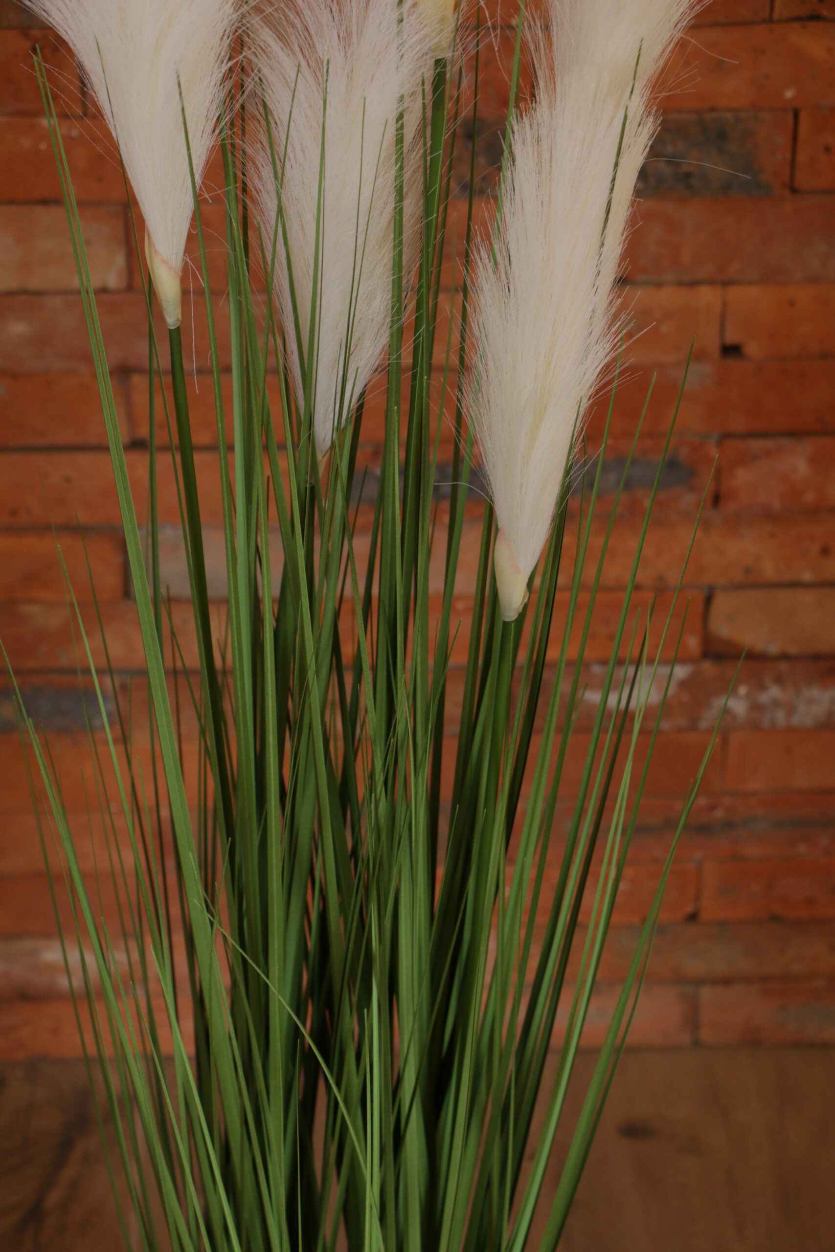 IMG_6663 IMG_6663